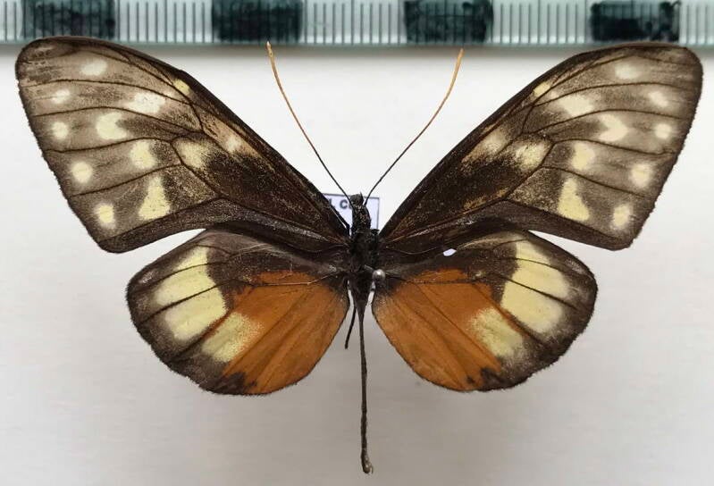 callithomia_hezia_phagesia_m_col-standard.jpg