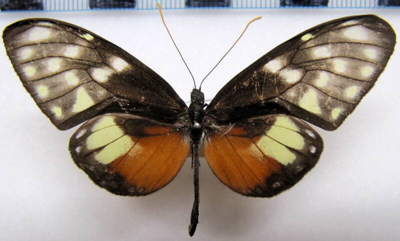 callithomia_hezia_tridactyla_m_col-standard.jpg
