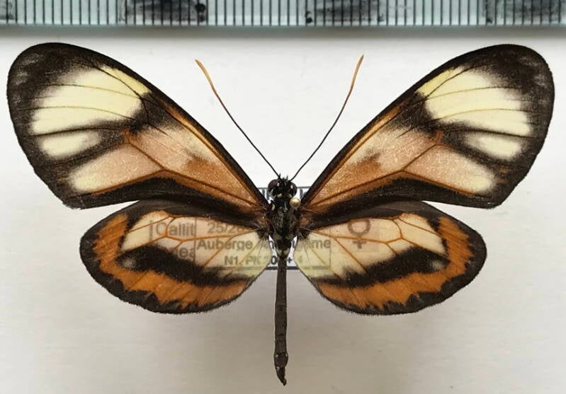 callithomia_lenea_lenea_f02_gf-standard.jpg