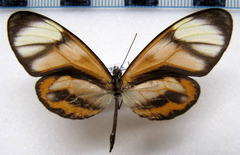 callithomia_lenea_lenea_f_gf-standard.jpg