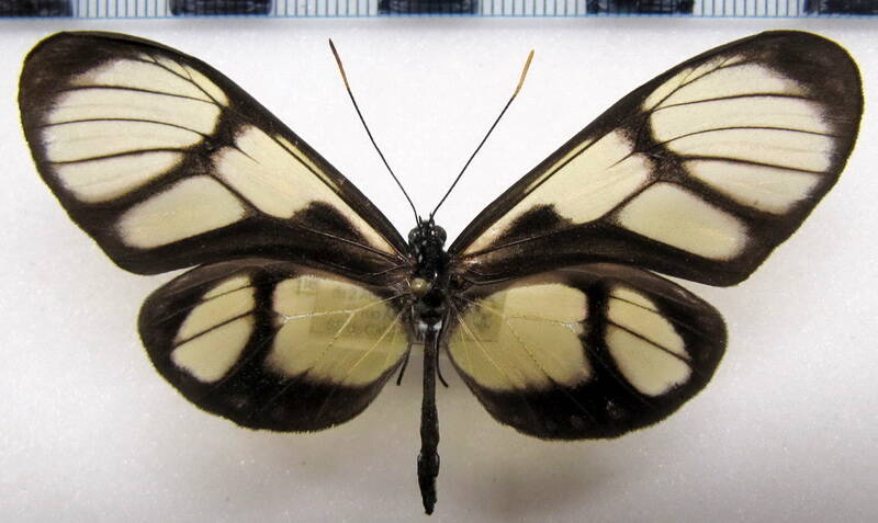 callithomia_lenea_zelie_f_perou-standard.jpg