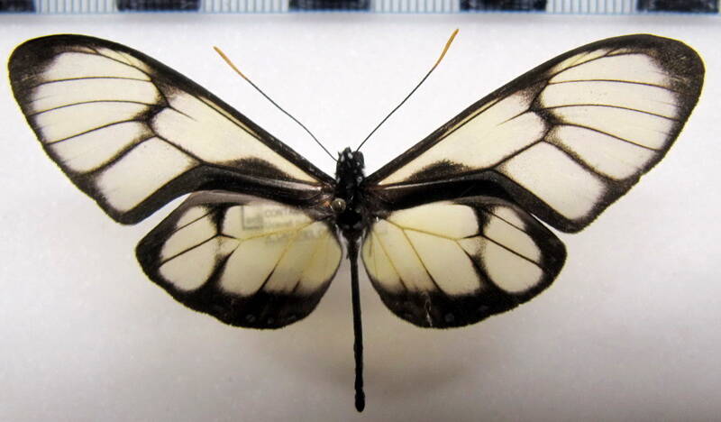callithomia_lenea_zelie_m_p-rou-standard.jpg