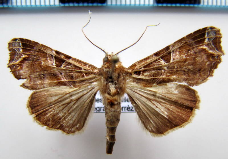 callopistria_floridensis_gf-standard-wpoerl.jpg