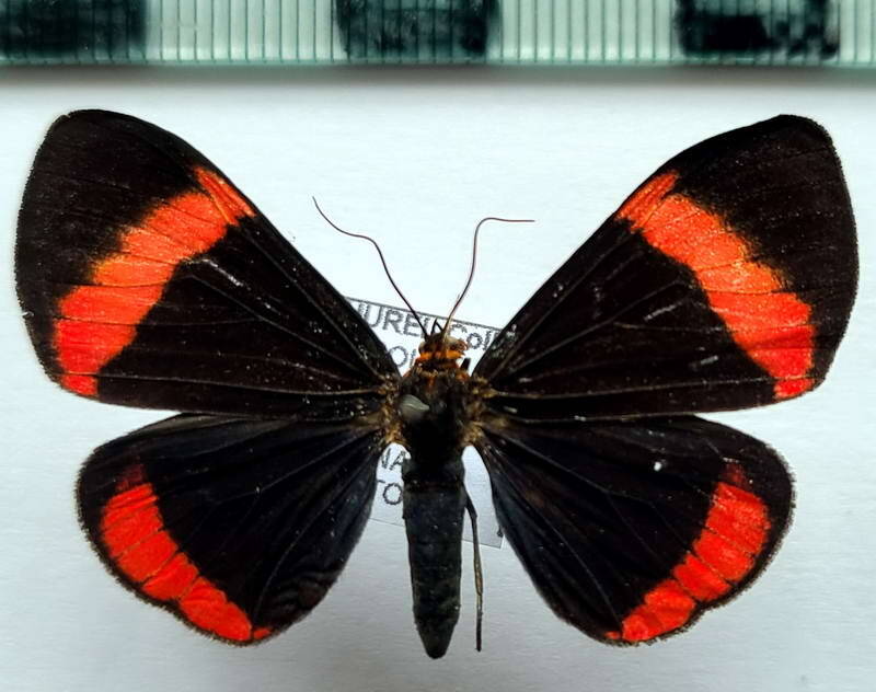 calodesma_amica_f_Pérou