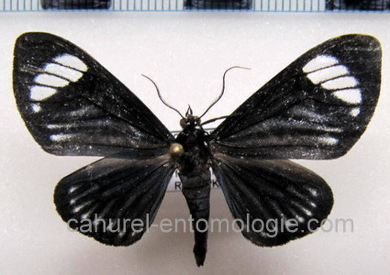calodesma_approximata_gf-standard.jpg