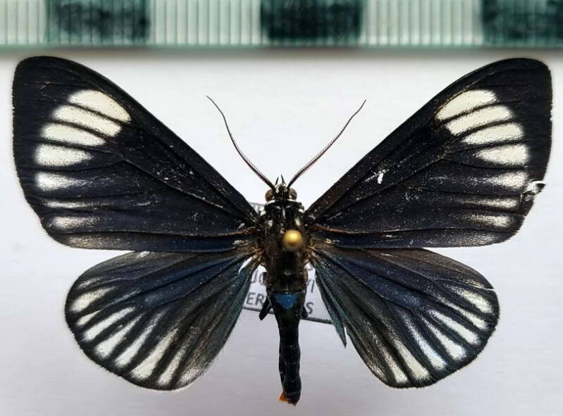 calodesma_approximata_niepelti_m_eq-standard.jpg