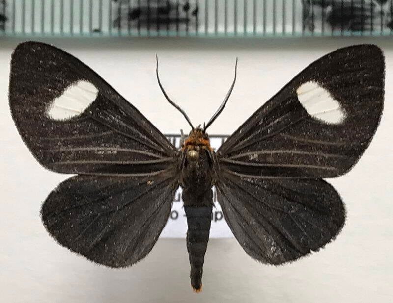 calodesma_collaris_m_eq-standard-rizg9g.jpg