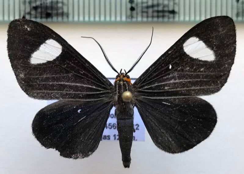 calodesma_collaris_m_venz-standard.jpg