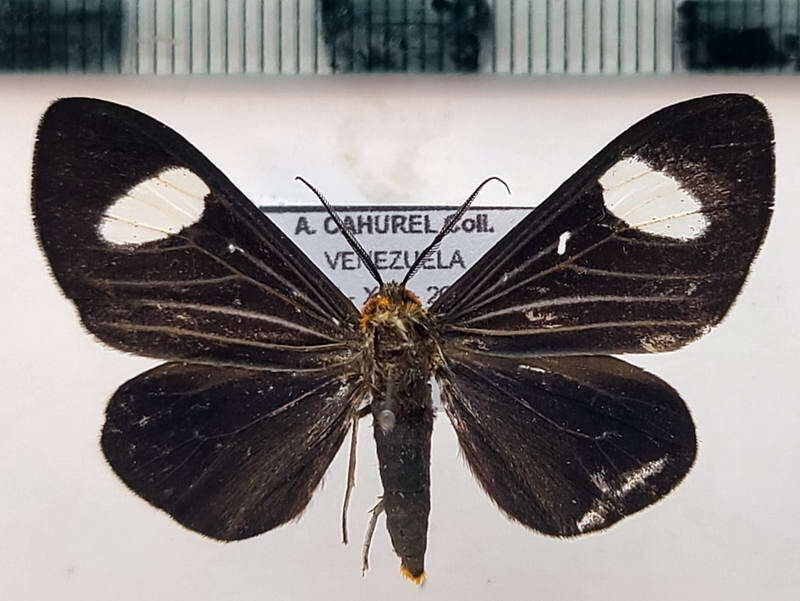 calodesma_collaris_m_vnz-standard.jpg