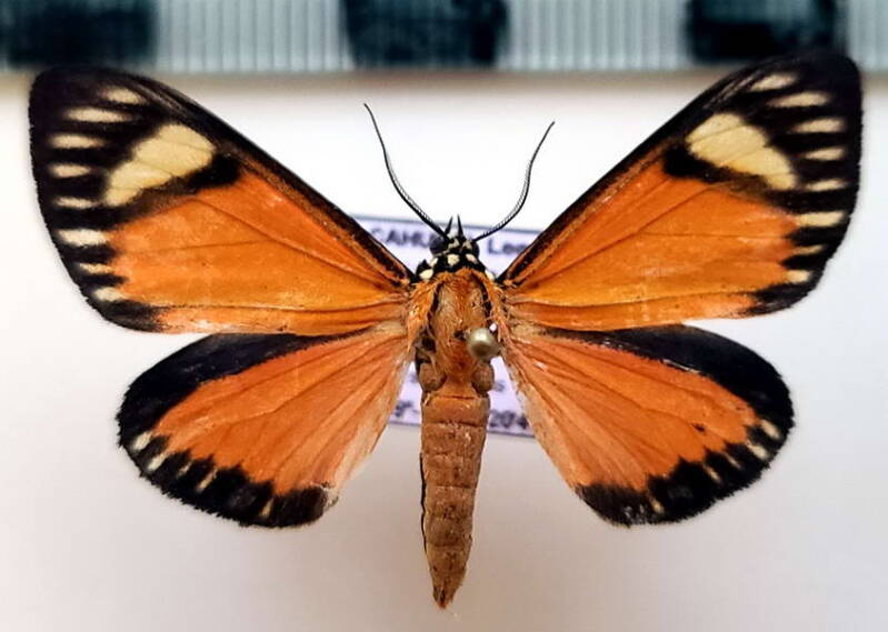 calodesma_maculifrons_m_eq-standard-r5v08n.jpg