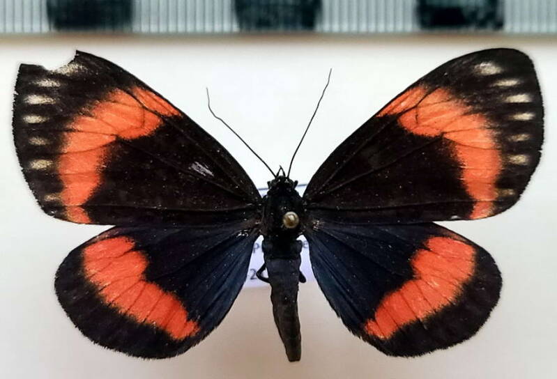 calodesma_rubricincta_m_eq-standard.jpg