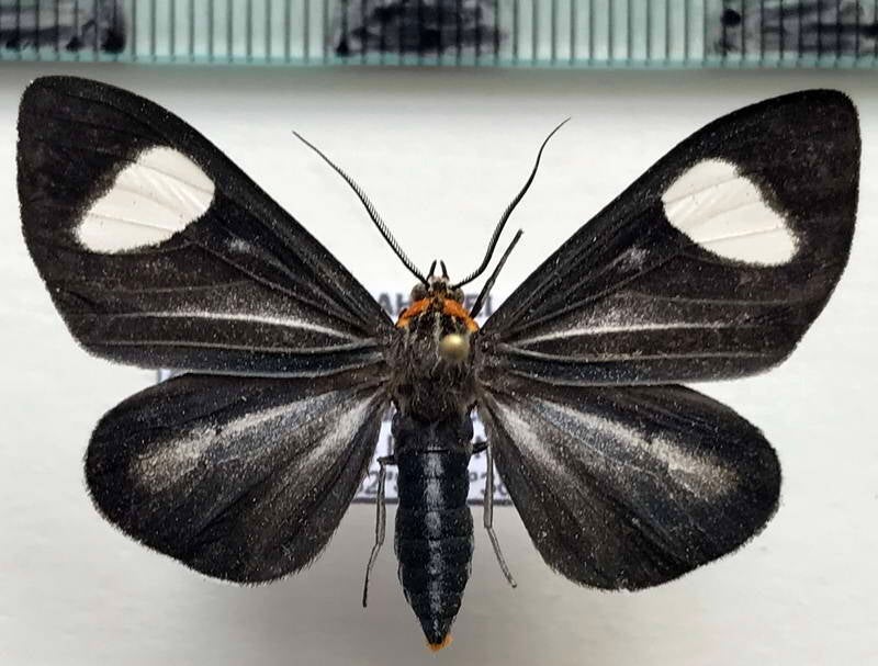 calodesma_sp759_eq-standard.jpg