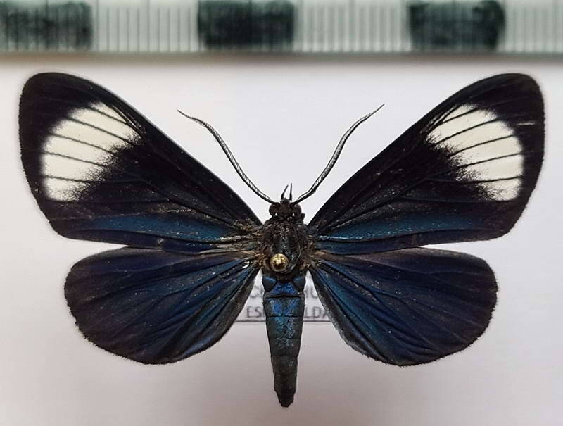 calodesma_sp_m_eq-standard.jpg