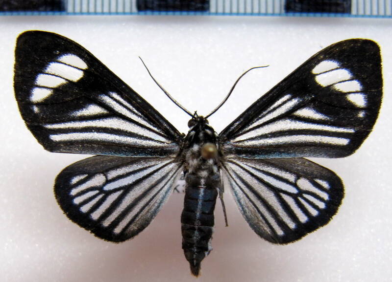 calodesma_uraneides_gf01-standard.jpg