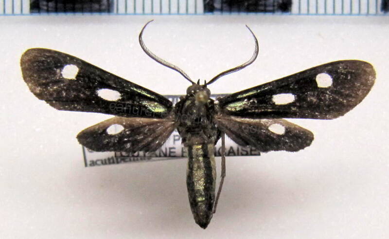 calonotos_acutipennis_gf-standard.jpg