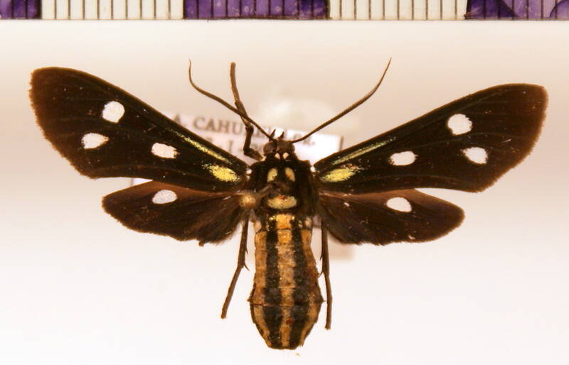 calonotos_aequimaculatus-standard.jpg