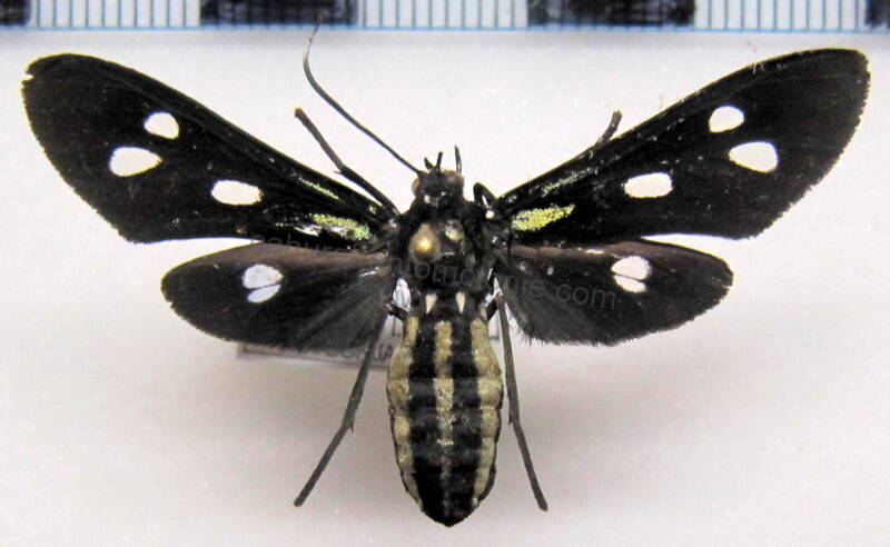 calonotos_aequimaculatus_bol-standard.jpg
