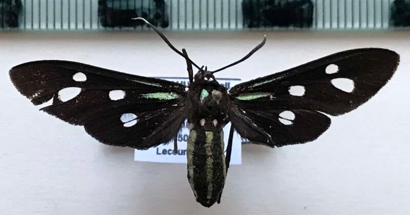 calonotos_antennata_f_bol-standard.jpg