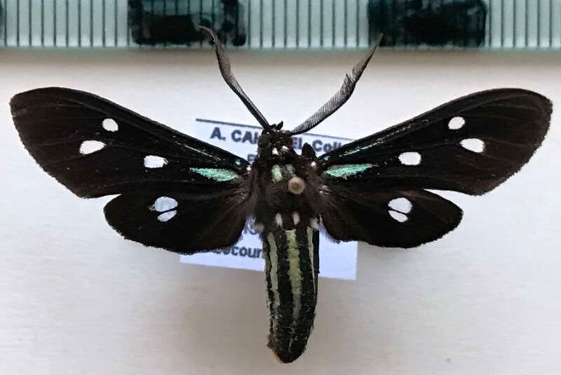 calonotos_antennata_m_bol-standard.jpg