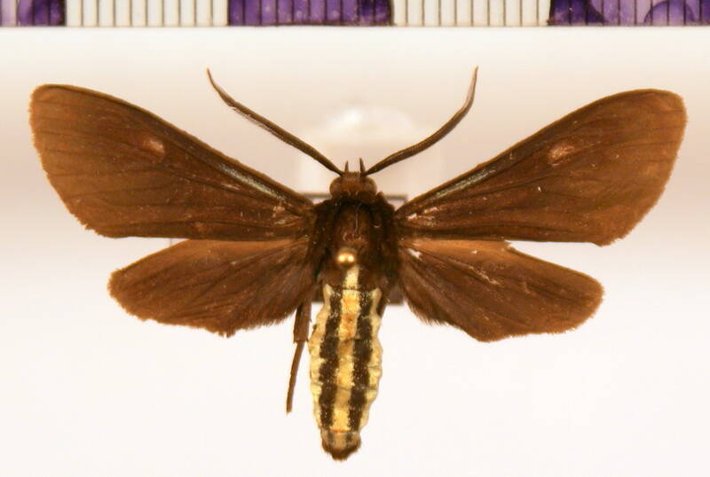calonotos_aterrima_m-standard.jpg