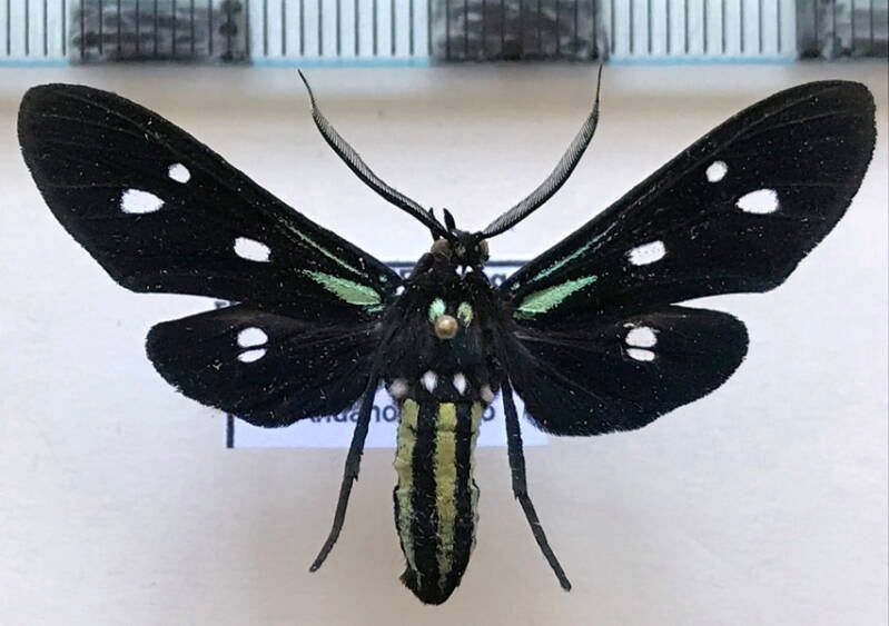 calonotos_chalcipleura_m_eq-standard.jpg
