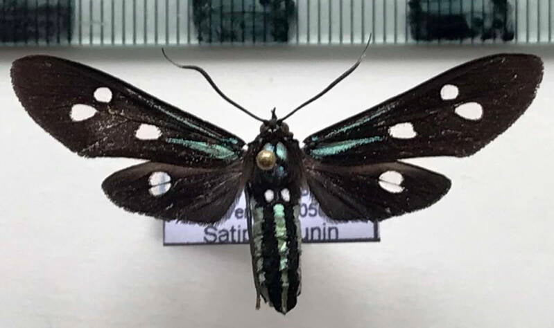 calonotos_chalcipleura_m_per-standard.jpg