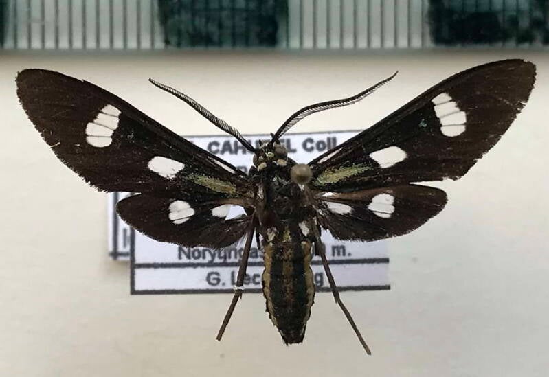 calonotos_longipennis_m_bol-standard.jpg