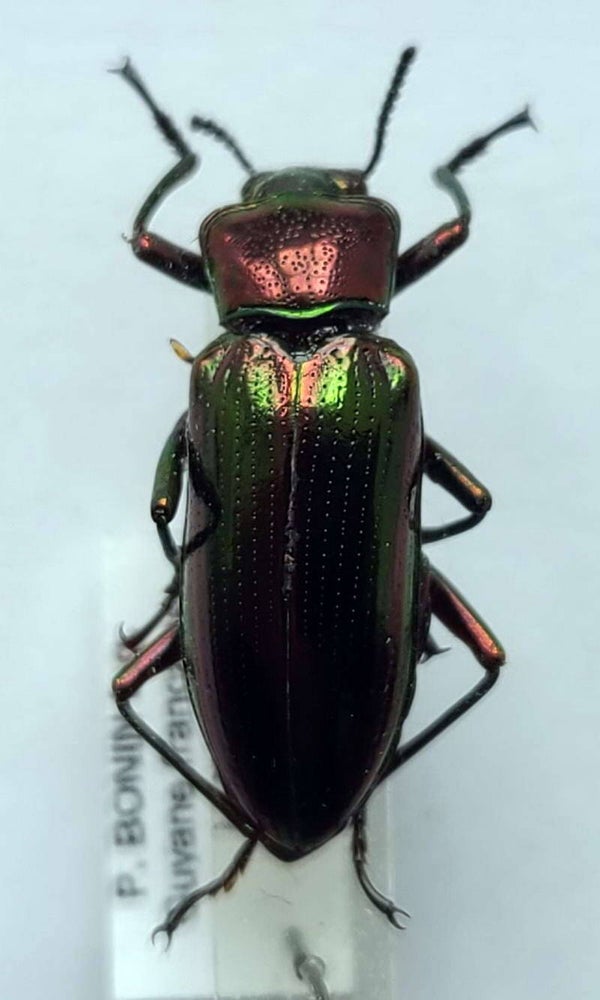 Calydonis sp  Guyane française