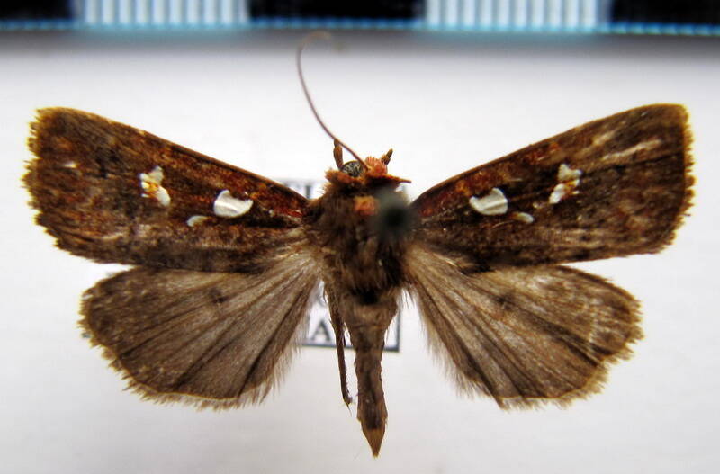 calymniodes_pyrostrota_m02_eq-standard.jpg
