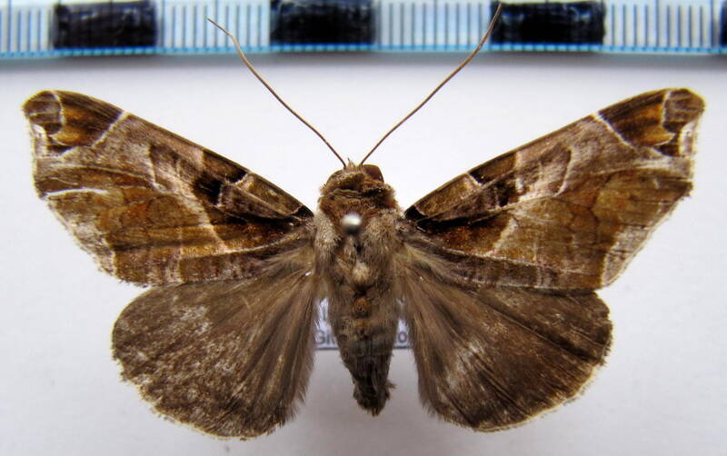 calyptis_idonoides_m_gf-standard.jpg