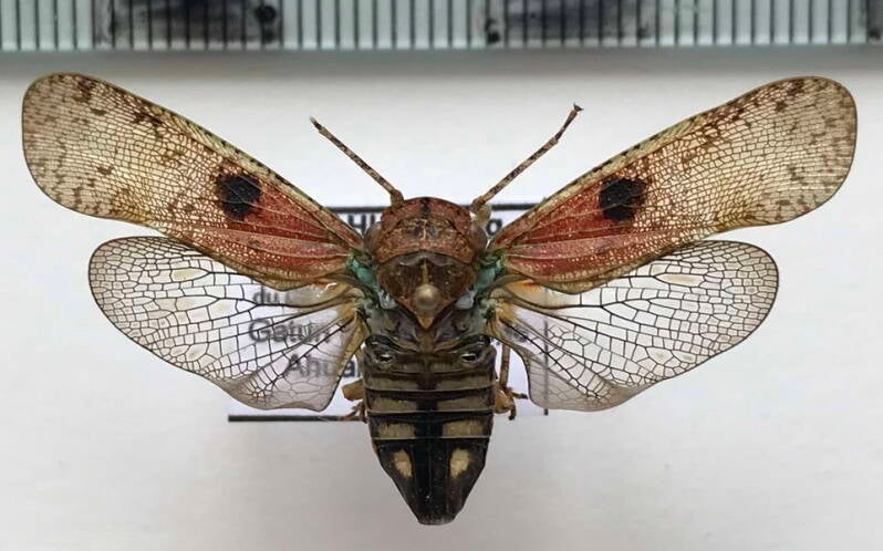 calyptoproctus_aridus_m02_Equateur