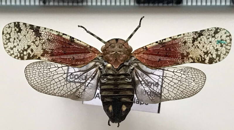 calyptoproctus_coloratus_Equateur