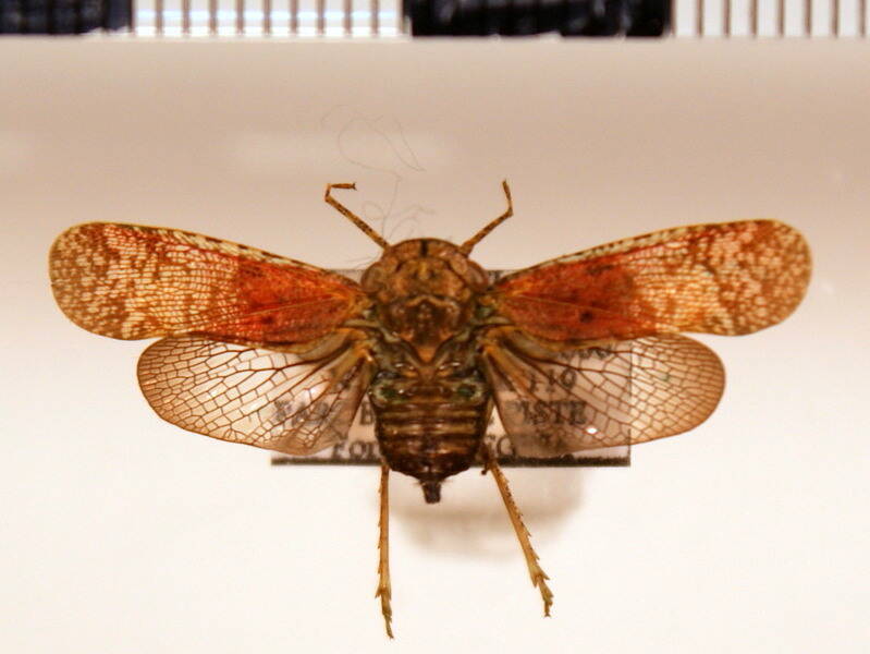 calyptoproctus_coloratus_m-Guyane fr