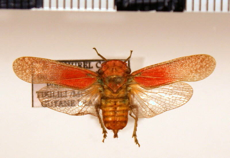 calyptoproctus_sp_Guyane fr
