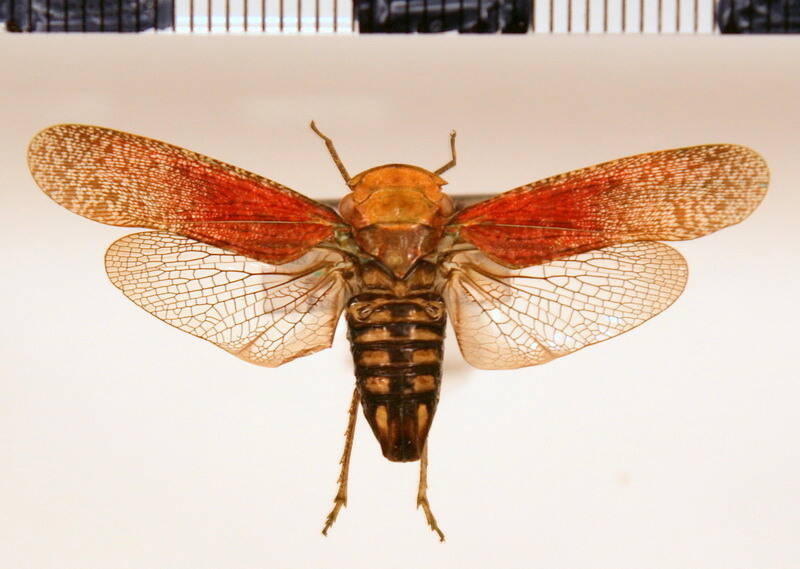 calyptoproctus_weyrauchi_f-Guyane fr