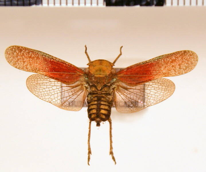 calyptoproctus_weyrauchi_m-Guyane fr