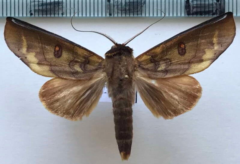 canodia_difformis_m_eq-standard.jpg