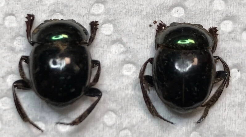 canthon_bicolor_Guyane fr