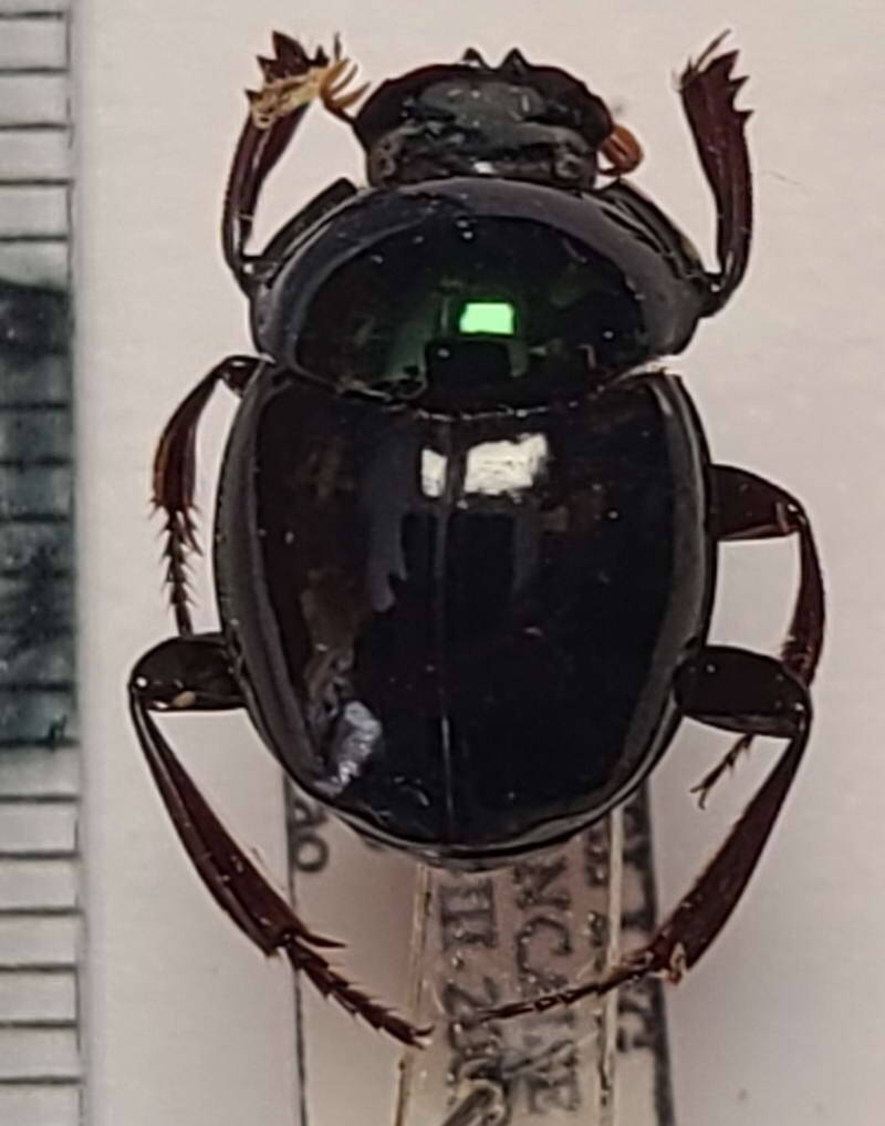 canthon_sp_Guyane fr