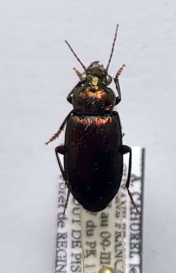 Carabidae sp 1201  Guyane fr