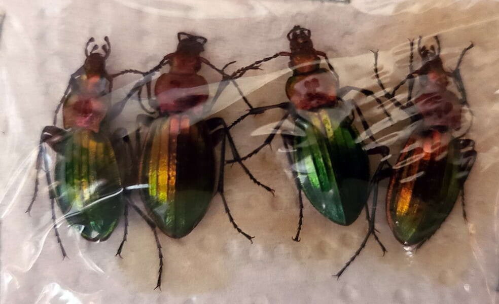 Carabus auronitens  festivus x 4  France