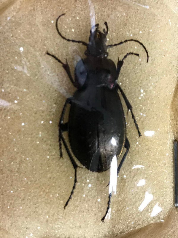 Carabus nemoralis lucidus femelle  France