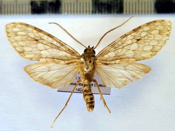 Carales astur mâle A1- Pérou