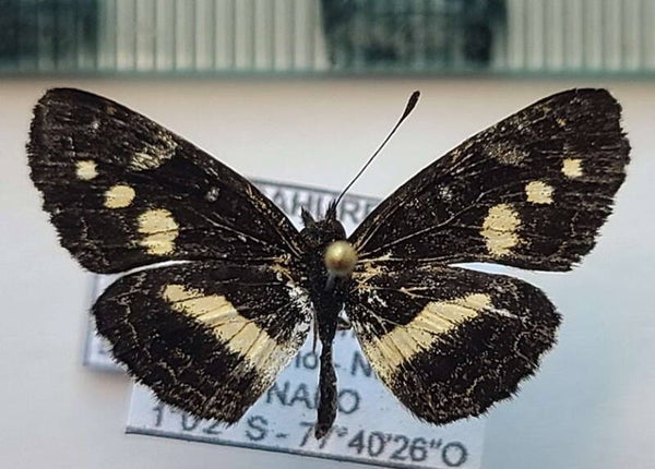 Castilia angusta mâle A1-  Equateur