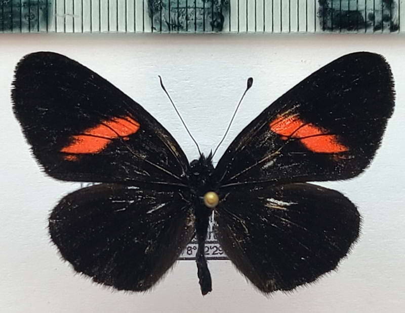 castilia_castilla_occidentalis_m02_eq-standard.jpg
