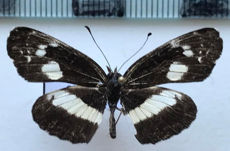 castilia_griseobasalis_m_costarica-standard.jpg