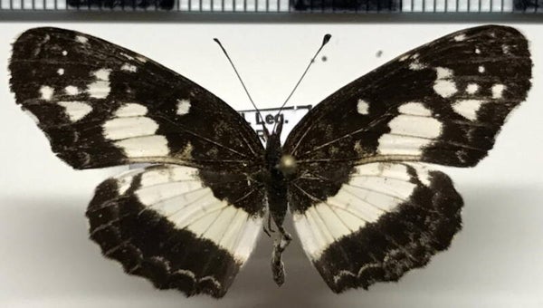 Castilia guaya mâle A1-  Equateur