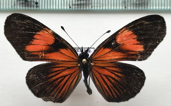 Castilia perilia forma acraeinae mâle A1-  Equateur