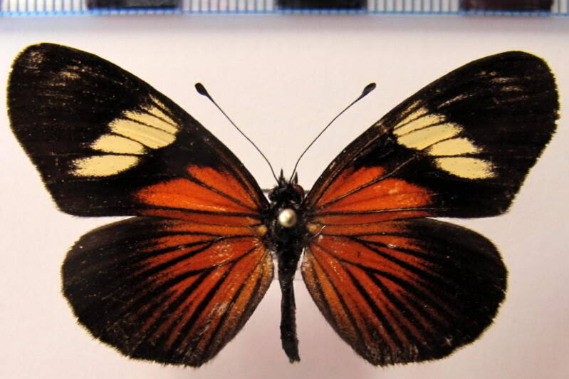 castilia_perilla_m_eq-standard-f619xv.jpg