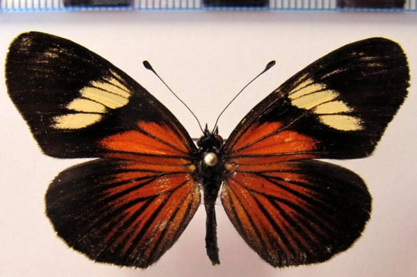 Castilia perilia mâle A1-  Equateur